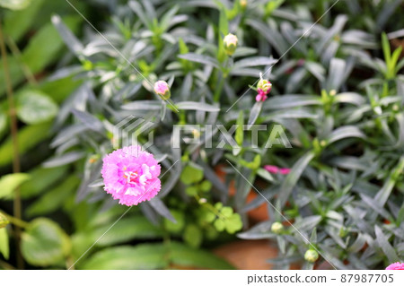 Dianthus flower Dianthus flower 87987705