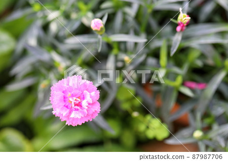 石竹花 石竹花 87987706