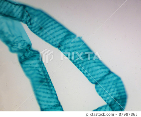 Spirogyra microscope image 87987863