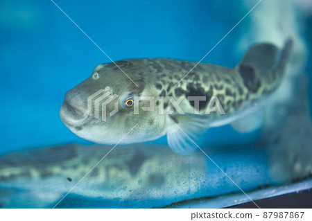 美味的河豚菜 87987867