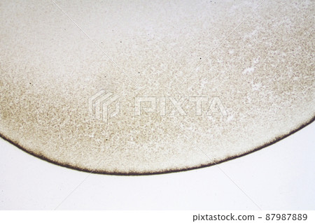 青蛙卵裂顯微圖像 青蛙卵裂顯微圖像 87987889