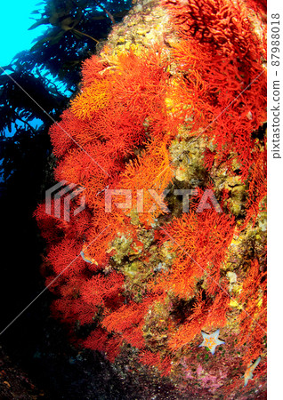 Horn coral colonies in the waters of Dokdo - Republic of Korea 87988018