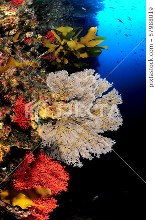 Coral hydra in the waters of Dokdo, Korea 87988019