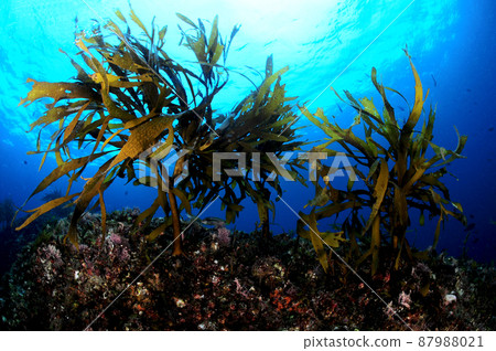 Seaweed from Dokdo, Korea - Rhubarb Seaweed from Dokdo, Korea - Rhubarb 87988021