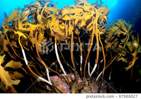 Gamtae colonies in every rock on Dokdo Gamtae colonies in every rock on Dokdo 87988027