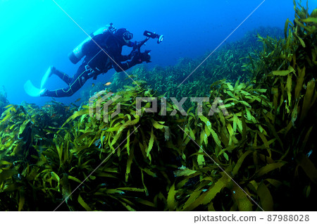 一名潛水員在獨島獨立門附近茂密的大黃林中游泳 一名潛水員在獨島獨立門附近茂密的大黃林中游泳 87988028