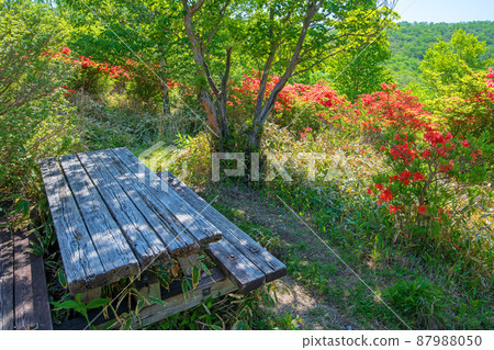 Scenery near the Onuma promenade in Akagi Park Early summer season Scenery near the Onuma promenade in Akagi Park Early summer season 87988050
