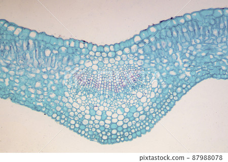 茉莉葉顯微圖像的橫截面 87988078
