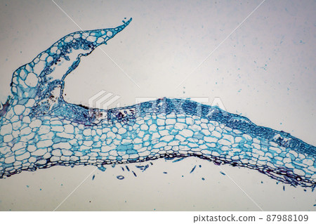 Cross section of liverwort microscopic image 87988109