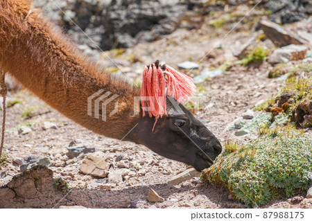 Alpaca around Rainbow Mountain 87988175