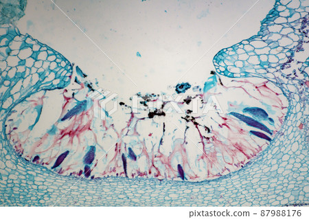 地錢杯形顯微圖像縱切面 87988176