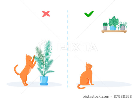 Cat and home plants. Wrong and right ways to keep plants at home with pet. Naughty red cat eats flowers in pots. Flat style vector Cat and home plants. Wrong and right ways to keep plants at home with pet. Naughty red cat eats flowers in pots. Flat style vector 87988198