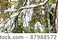 Branches where snow shines 87988572