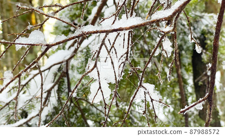 Branches where snow shines Branches where snow shines 87988572