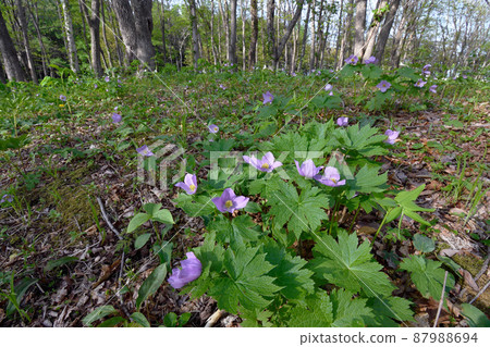 Glaucidium palmatum 群落(北海道廣尾町) Glaucidium palmatum 群落(北海道廣尾町) 87988694