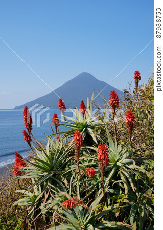 開聞岳和蘆薈花 開聞岳和蘆薈花 87988753