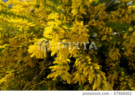 發黃光的含羞草（金合歡） 87988802