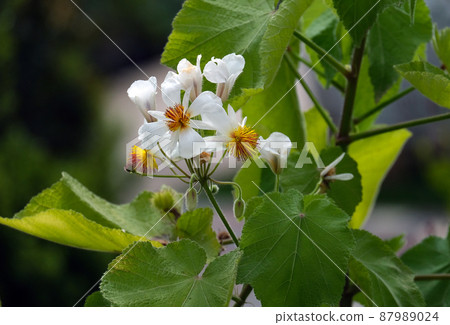 White flowers Sparmannia africana 87989024