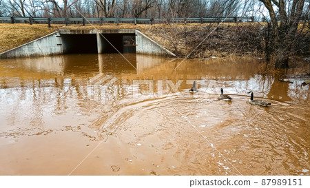 Geese swimming on a flooded field 87989151