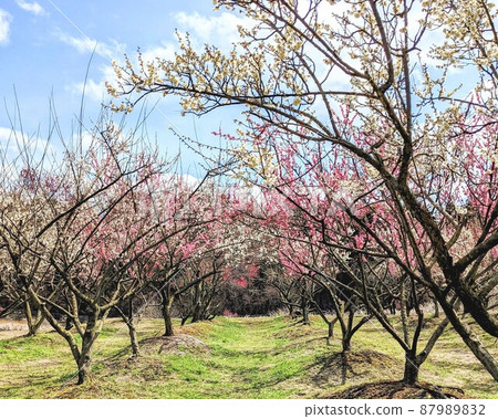 Spring sky and plum blossoms Spring sky and plum blossoms 87989832
