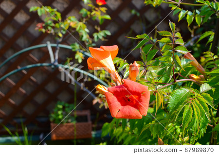 夏天在屋頂陽台上開花的園藝中國喇叭藤 87989870