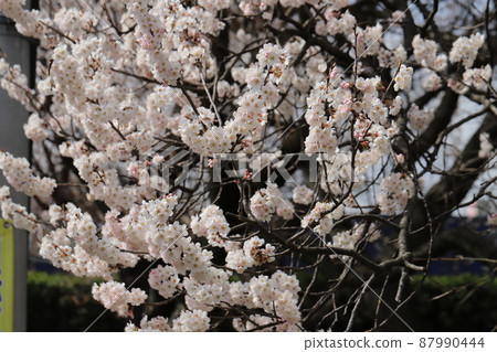 日本早春花園中盛開的淡粉色梅花 日本早春花園中盛開的淡粉色梅花 87990444