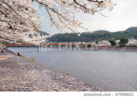 京都府宇治市春天的宇治川 87990601