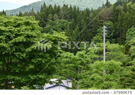Utility poles and houses built in the woods Utility poles and houses built in the woods 87990679