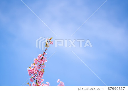河津櫻花樹枝和春天的白眼 河津櫻花樹枝和春天的白眼 87990837