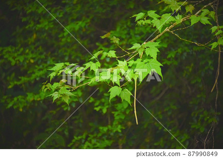綠色背景 綠色背景 87990849