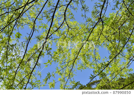 Blue sky day Blue sky day 87990850