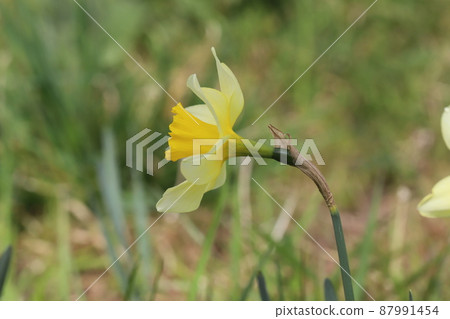 Yellow daffodil flowers blooming in early spring parks in Japan 87991454