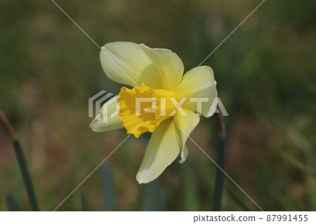 Yellow daffodil flowers blooming in early spring parks in Japan 87991455