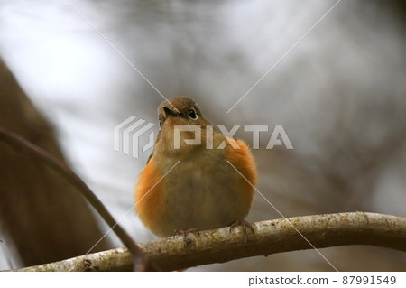 Ruribitaki Ruribitaki 87991549