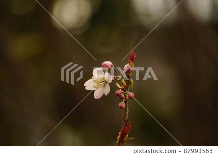 Cherry buds are waiting for spring Cherry buds are waiting for spring 87991563