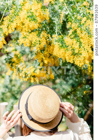 Mimosa hat girl spring image Mimosa hat girl spring image 87991639