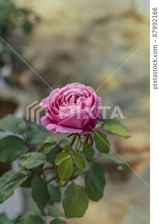 fresh pink rose flower in a garden fresh pink rose flower in a garden 87992166