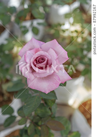 fresh pink rose flower in a garden 87992167