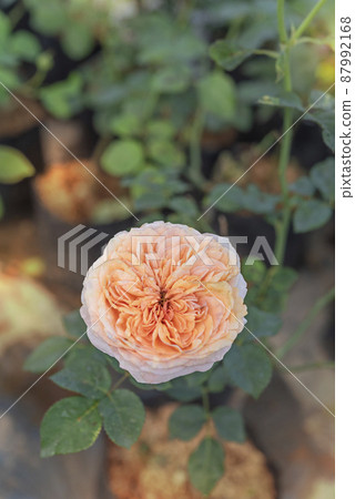 fresh rose flower in a garden fresh rose flower in a garden 87992168