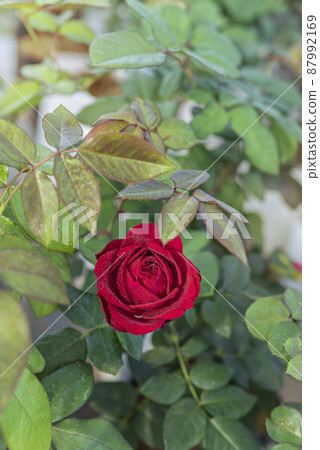 fresh red rose flower in a garden fresh red rose flower in a garden 87992169
