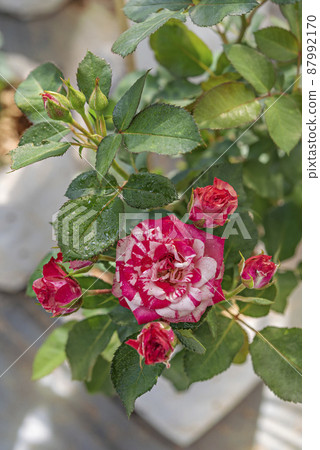 fresh red rose flower in a garden fresh red rose flower in a garden 87992170