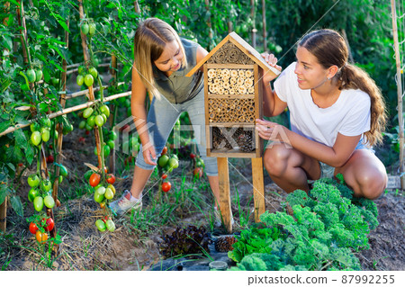 Mom shows her little daughter an insect hotel in form of birdhouse between tomato beds in garden Mom shows her little daughter an insect hotel in form of birdhouse between tomato beds in garden 87992255