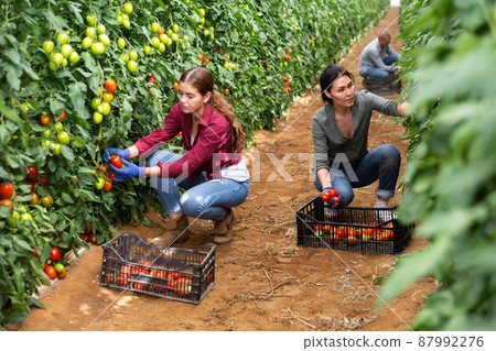 Girl, man and woman harvesting tomatoes Girl, man and woman harvesting tomatoes 87992276