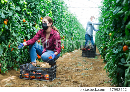 Man and girl in masks harvesting tomatoes 87992322