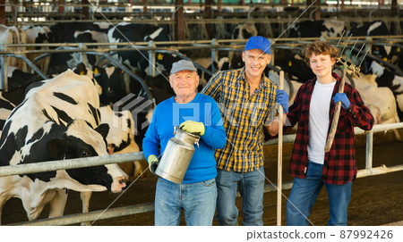 Three milk farm workers in cowhouse 87992426