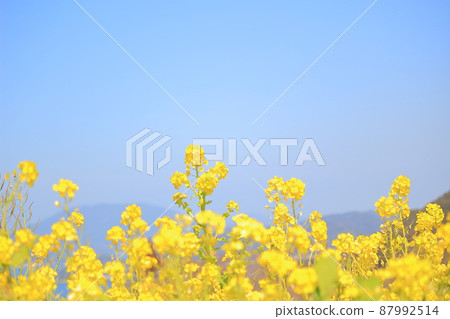 油菜花藍天春天圖案 油菜花藍天春天圖案 87992514