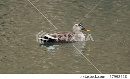 鴨 鳥 河邊 87992518