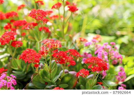 長壽花 87992664