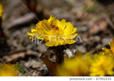 阿多尼斯 87992838