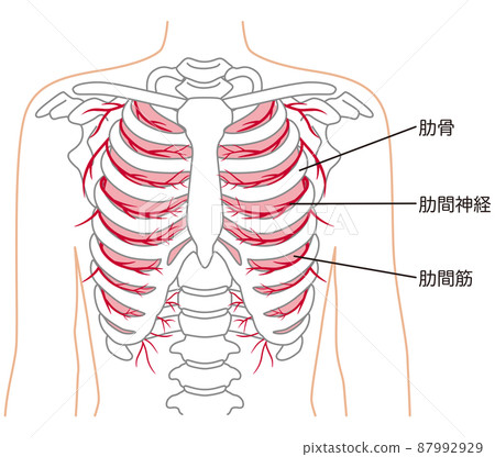 Ribs, intercostal nerves, intercostal muscles, skeletal diagram 87992929